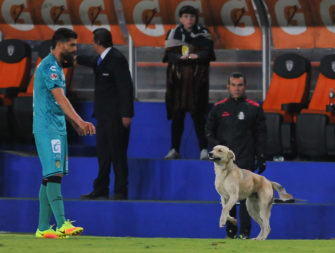 Woman offered to adopt Pachuca pitch-invading dog